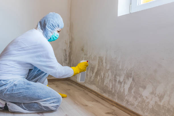 Licensed Basement Mold Removal service in Port Tobacco, MD - WQB Mold Removal