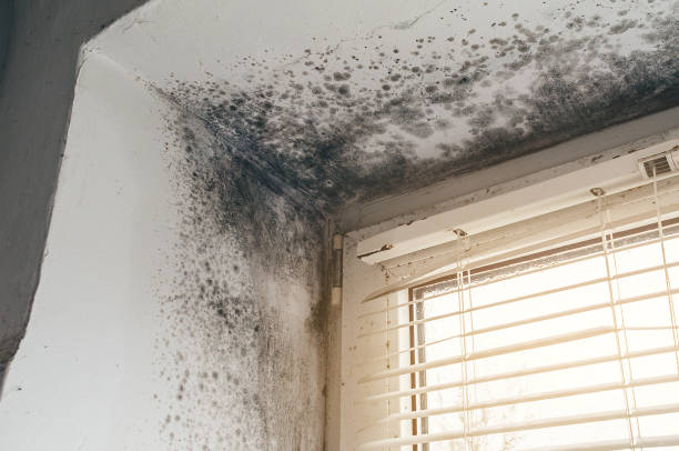 Affordable Basement Mold Removal solutions in Port Tobacco, MD